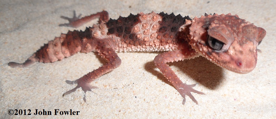 Southern Banded Knob-tailed Gecko Nephrurus wheeleri